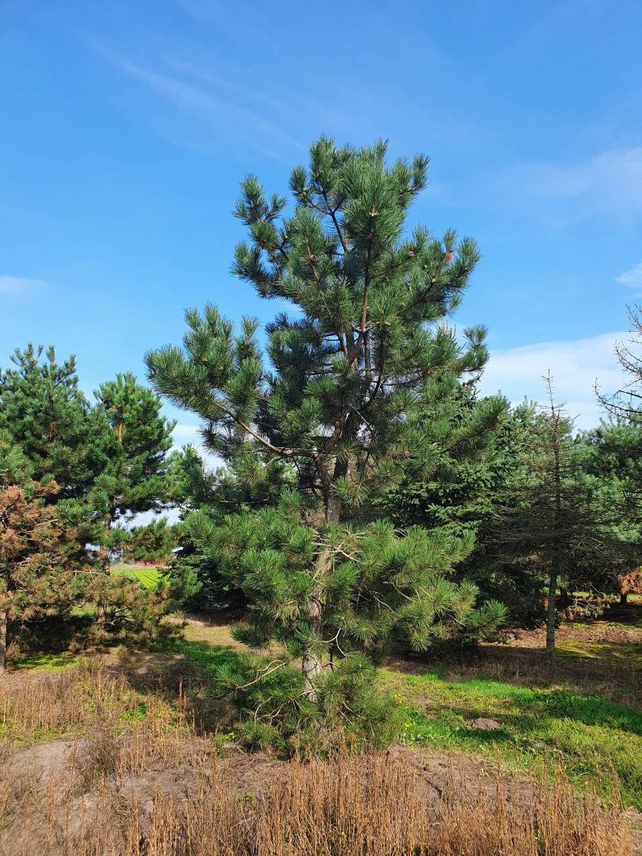 Pinus nigra nigra 550-600 cm (3)-1